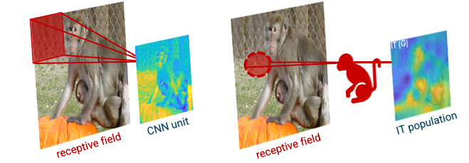 Brain Representations
